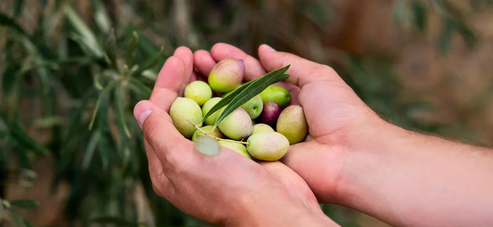 From Grove to Table: The Simple Beauty of Freshly Picked Olives